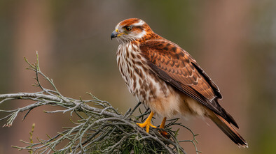 cascades raptor center